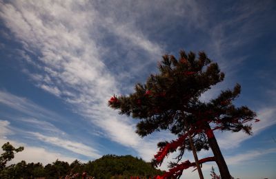 《红绳系苍松，青山寄祈愿》