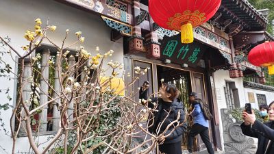 万竹园门前的结香花