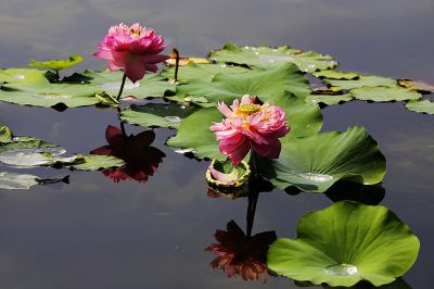 夏日荷影（15）