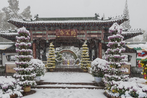 菊残犹犹傲雪枝