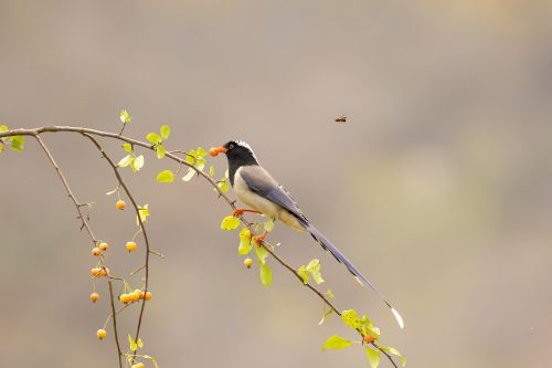 红嘴蓝鹊