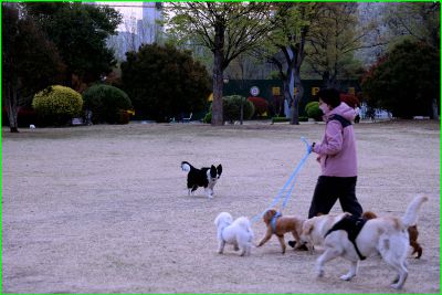 女人与狗