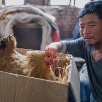 鸡暖灌放鹰人