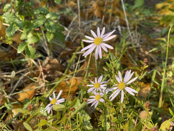 山间小花