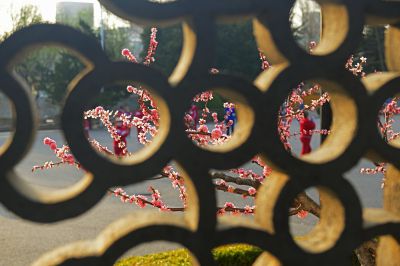 春色满园关不住