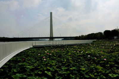 爱莲桥夏日盛景（1）