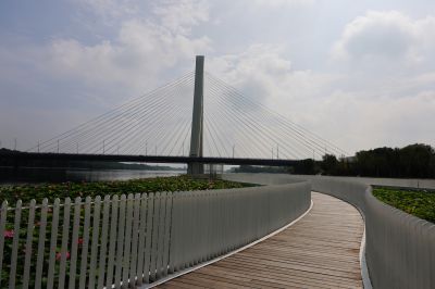 爱莲桥夏日盛景（2）