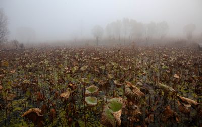 《雾中残荷浸寒塘》