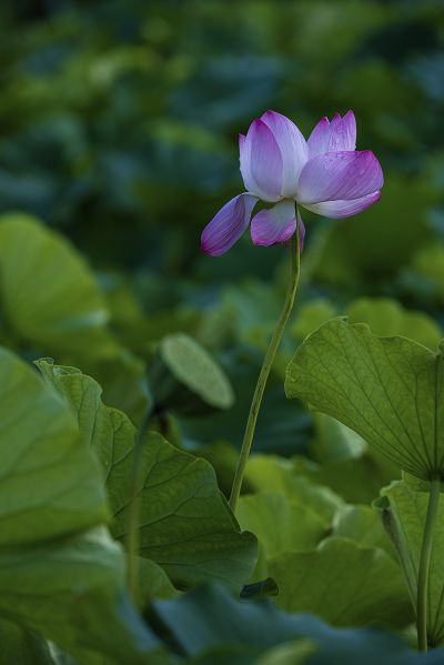 粉妆玉琢