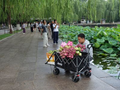 卖荷花1