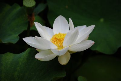 洁白的荷花（1）