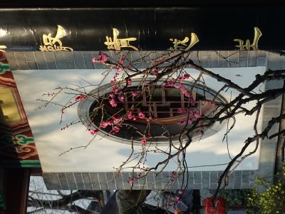 红梅花儿开——趵突泉