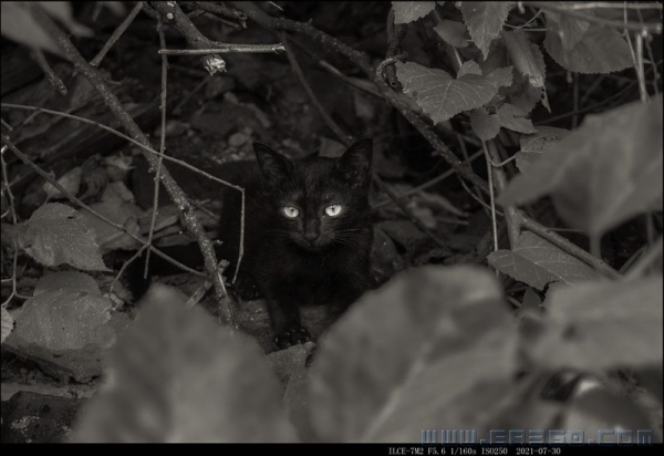 野猫咪