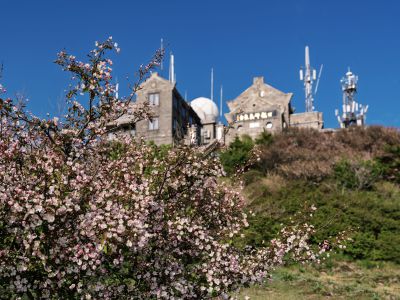 岱顶花开