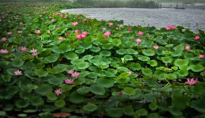 《荷湾》
