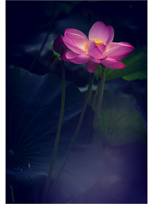 仙子