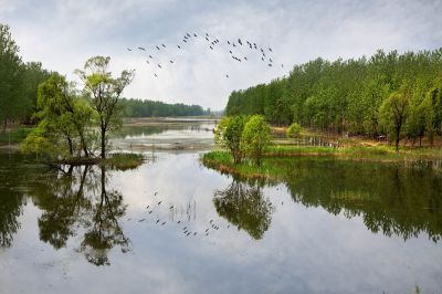 《湿地春禽》