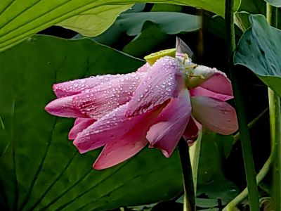 雨后荷花