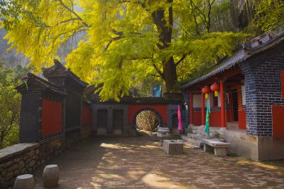 博山白石洞银杏