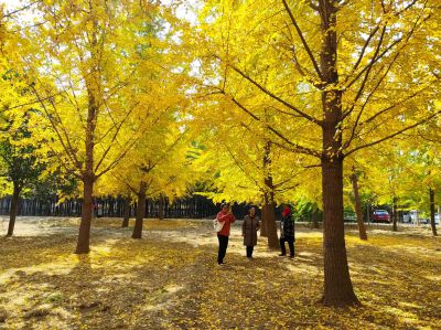 金秋时节银杏黄，轻霜尽染黄金叶。