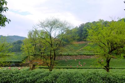《青山采春茶》