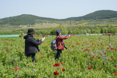 平阴“玫瑰之约”13