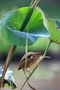 荷塘 黄苇鳽