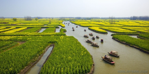 水乡油菜花