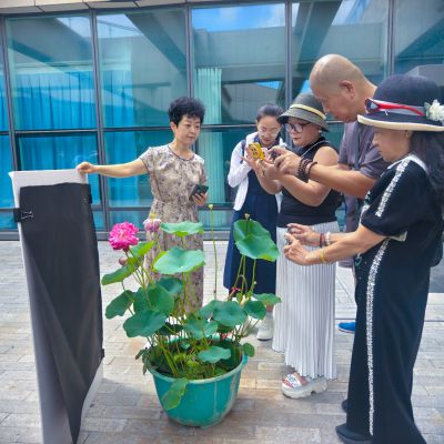 荷花节拍荷花5