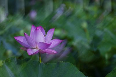 香远益清