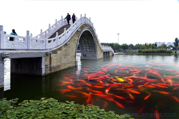 美丽红莲湖