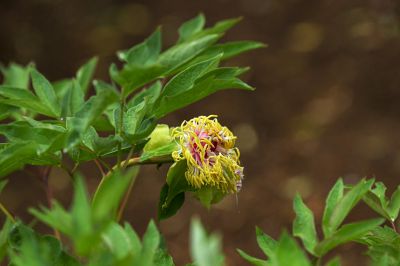 ‌残红零落无人赏，雨打风摧花不全----虽败犹荣