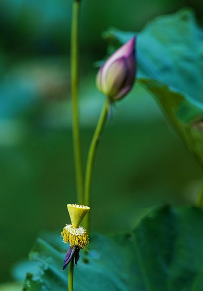 冰肌玉骨