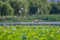 [原创]湿地飞歌