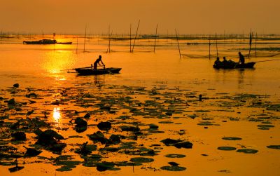 《荷间晚舟行》