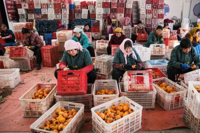 加工柿子的人们