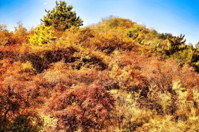 红叶黄花秋意晚