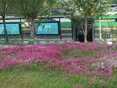 福禄考花海3
