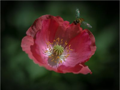 小花