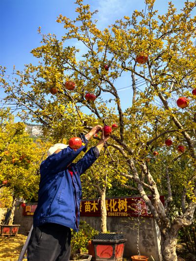 石榴丰收