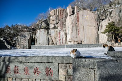 玉皇顶上啊猫清闲