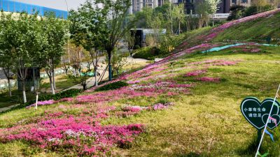 福禄考花海10