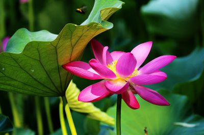 荷花——夫唱妇随