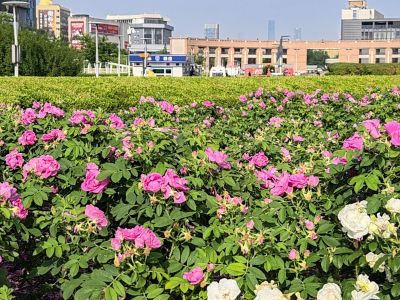 泉城广场——鲜花的海洋9