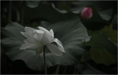 荷-8