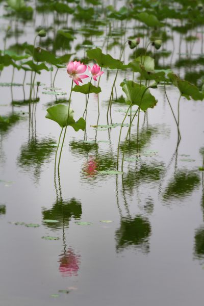 《亭亭玉立》