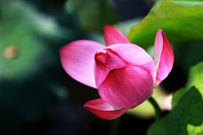 《翠叶拥红莲》