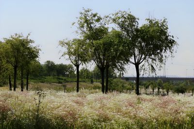 五月花开（3）