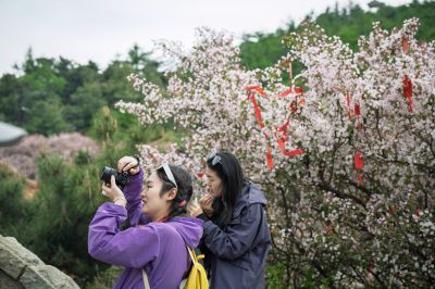 美在花季
