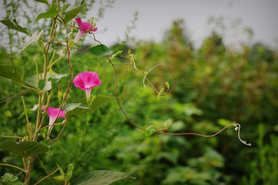 牵牛花（1）